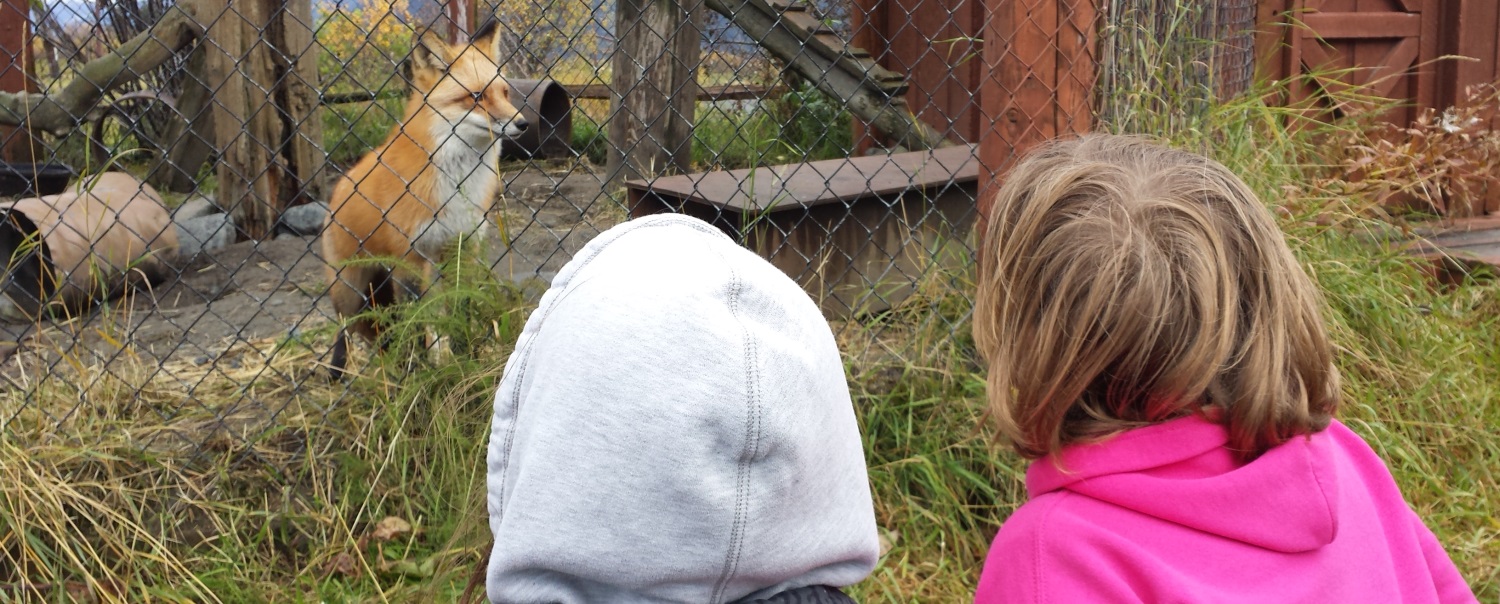 Students Looking at Fox at the Wildlife Consortium