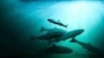 ADF&G Salmon Celebration